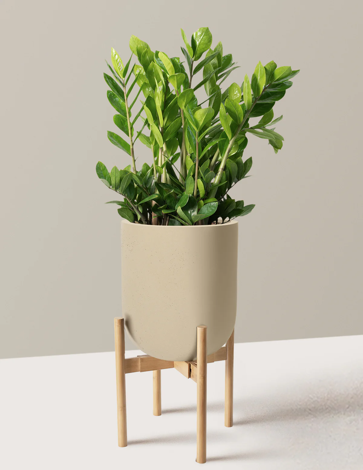 ZZ Plant - Image 88