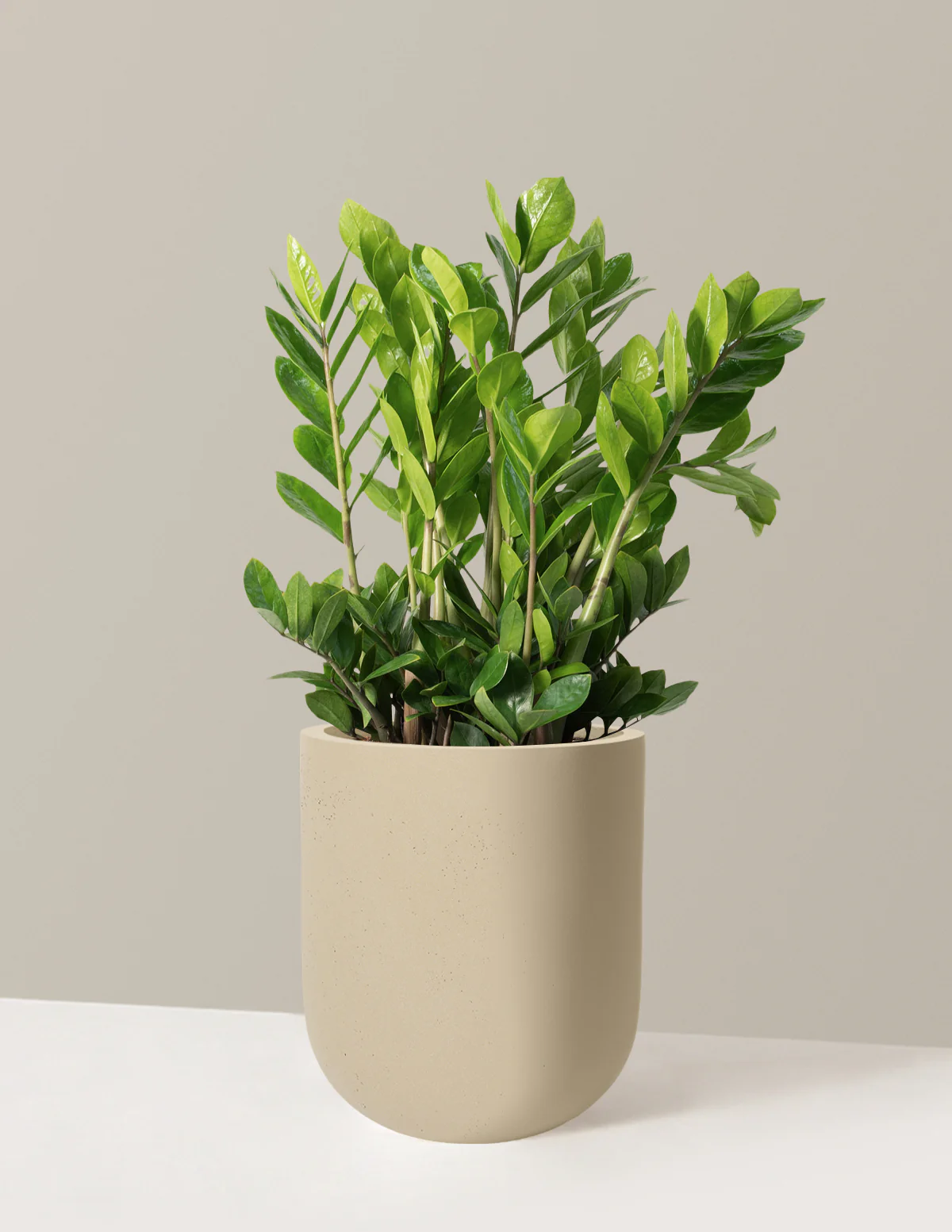 ZZ Plant - Image 89