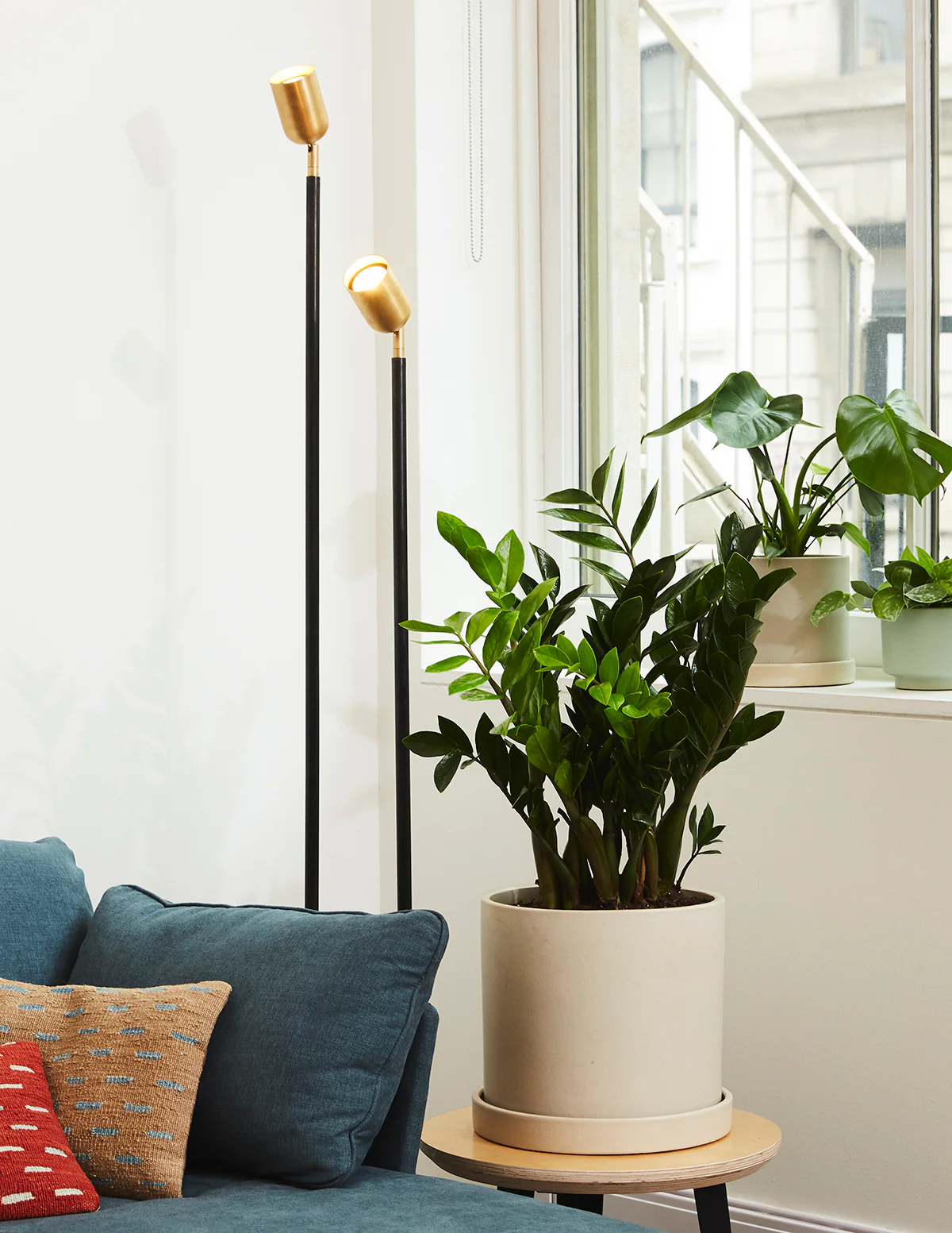 ZZ Plant - Image 9