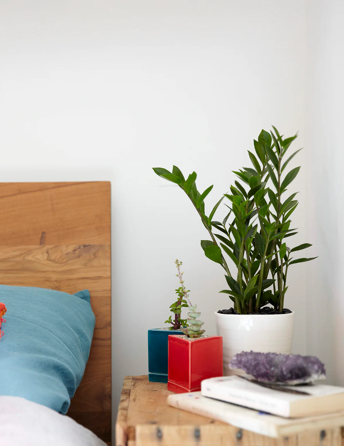 ZZ Plant - Image 90